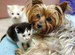 Маленькие котята помогли справиться с депрессией у собаки