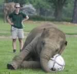 Слониха Донна любит играть в футбол