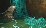 Индийские спасатели спасли леопарда упавшего в бассейн с водой