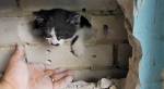 Застрявшего в вентиляционной шахте котенка спасли, разобрав стену