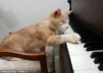 Слепой кот обожает 'играть' на фортепиано