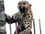 В Индии спасли застрявшего на ограде завода леопарда
