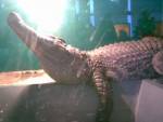 Похищенные в Казахстане крокодил и питон нашлись на детской площадке