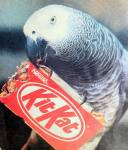 Серый попугай по кличке Тарбу прожил 55 лет