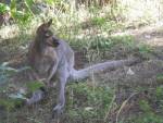 Туристы поймали в одесском парке кенгуру