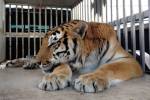 Из желудка тигра удалили двухкилограммовый комок шерсти 