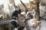 Приставы расселили 26 кошек из квартиры должника