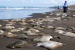 На мексиканском пляже нашли 250 мертвых скатов