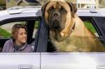 Власти Бельгии решили заставить пристегиваться в машине и собак 