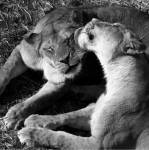 Львы приятельски трутся друг о друга