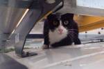 Английский кот проехался на крыше фургона со скоростью 112 километров в час