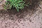 Инсектициды делают муравьёв самоубийственно агрессивными