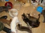 Полячка хранила у себя в доме более ста трупов кошек