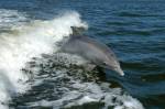 Учёные определили причины фантастической быстроты и силы дельфинов