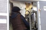 У шотландской пенсионерки отобрали домашнюю лошадь