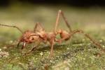 В Боливии преступников скормили хищным муравьям