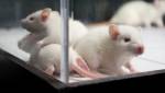 В США запретили дискриминацию самок лабораторных животных