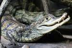  В Мурманске на циркового крокодила упала 120-килограммовый бухгалтер