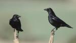 Черные и серые вороны идентичны генетически