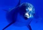 В Индии признали дельфинов личностями и запретили дельфинарии