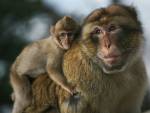 Социальный статус обезьян отражается на их мозге