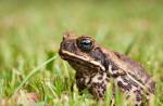 Ученые доверят лечение рака ядовитым жабам