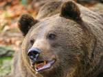 В Томской области медведь напал на супружескую пару
