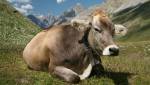 Коровий навоз увеличивает устойчивость бактерий к антибиотикам