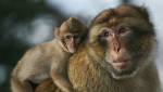 Исследование: обезьяны и трехлетние дети обучаются одинаково