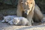 В финском зоопарке белая медведица съела двух медвежат