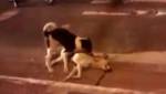 Собака защищает своего мертвого друга от проезжающих машин