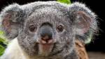 Австралийские власти тайно уничтожали коал последние два года