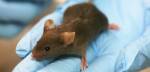 Ученые впервые вживили приятные ложные воспоминания в спящую мышь