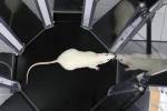 Геомагнитный компас подарил слепым крысам шестое чувство
