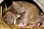 У крыс нашли способность видеть во сне любимые места