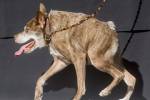 Самой уродливой собакой в США признали пса Квази Модо