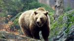 На Камчатке такса спасла хозяина от нападения медведицы