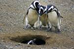 Моногамные пингвины оказались сторонниками раздельного проживания