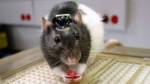 Мозговые имплантаты позволили крысам видеть в инфракрасном спектре