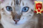 Спасший жительницу Швеции кот признан героем года