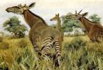 Палеонтологи восстановили промежуточное звено эволюции длинных шей жирафов
