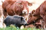 На немецкой ферме дикий кабан поселился в стаде коров
