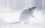 Учёные успешно пересадили мыши напечатанную на 3D-биопринтере щитовидку