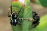 Самцы пауков часами играют с агрессивными самками в кошки-мышки ради спаривания