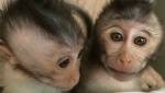 Генетики создали обезьян-аутистов для борьбы с болезнью