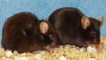 Жизнь мышей продлили, очистив их организм от стареющих клеток