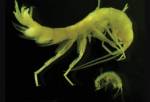 Креветки могут оживать после глубокой заморозки