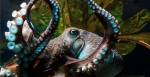 Осьминог в Новой Зеландии сбежал из океанариума в океан