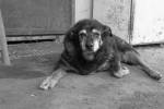 В Австралии умерла самая старая собака в мире