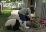 Детеныши большой панды сорвали уборку в вольере 